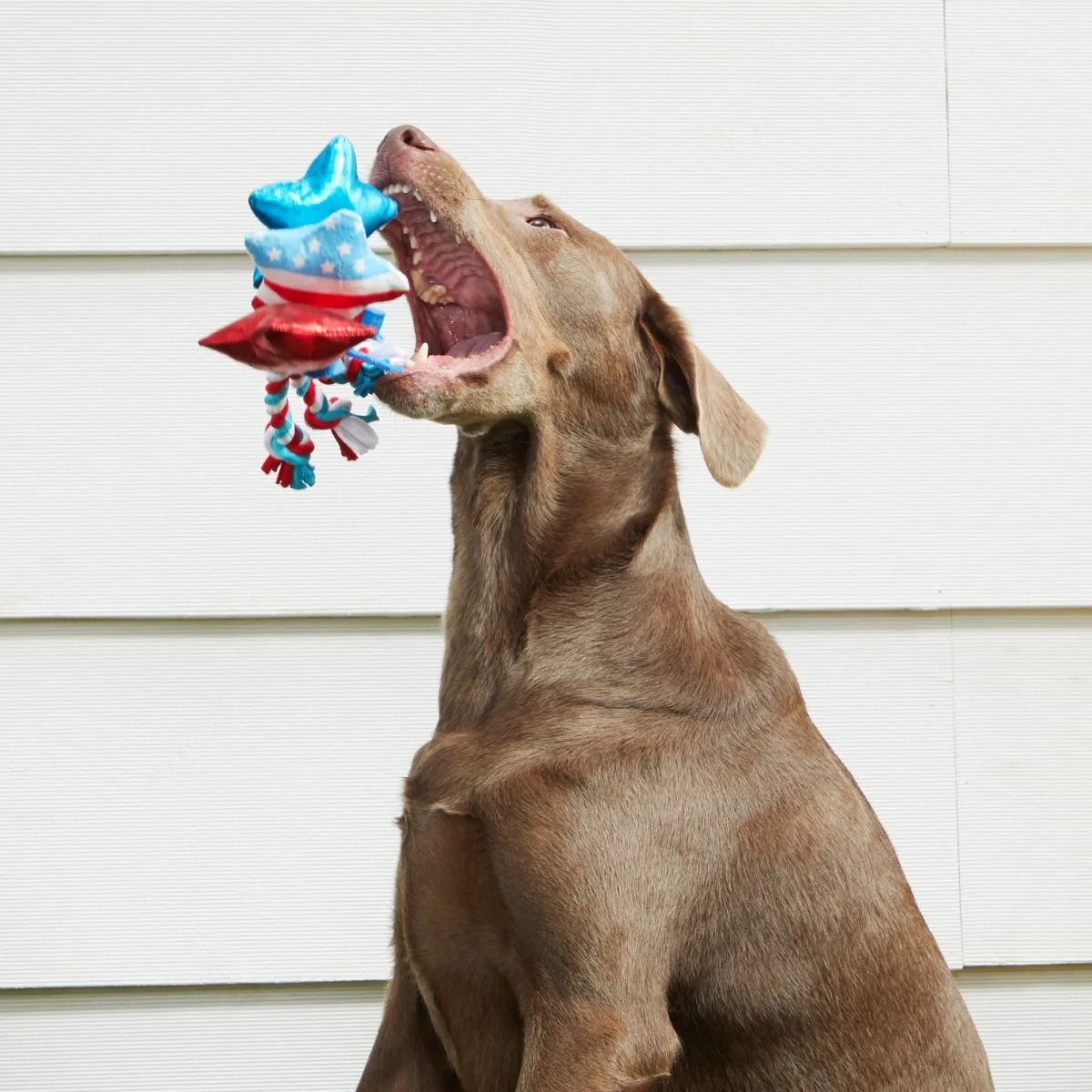 Star Spangles Plush Multi-Part + Tug Dog Toy - Image 5