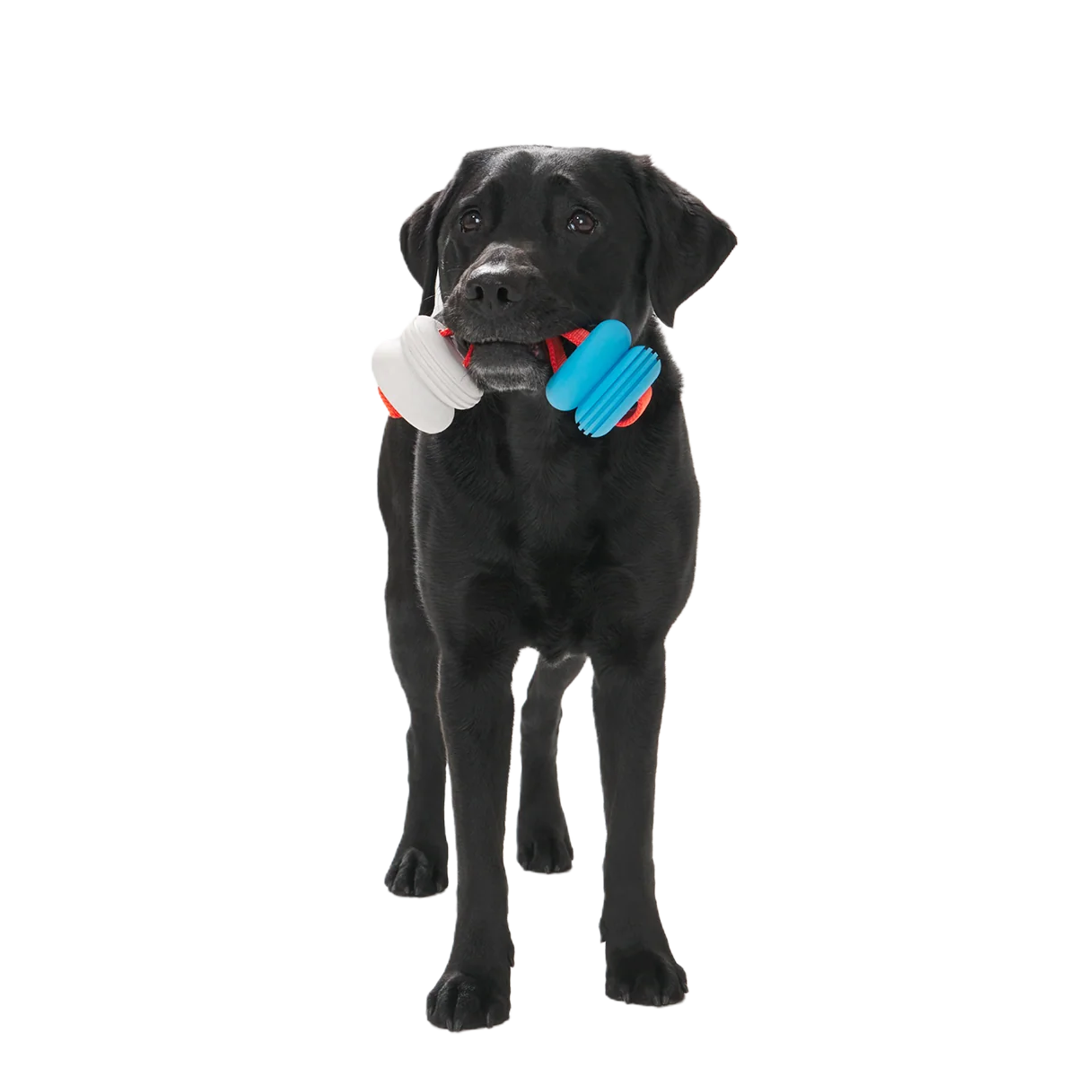 Swimming Pull Super Chewer Durable Tug Dog Toy - Image 3