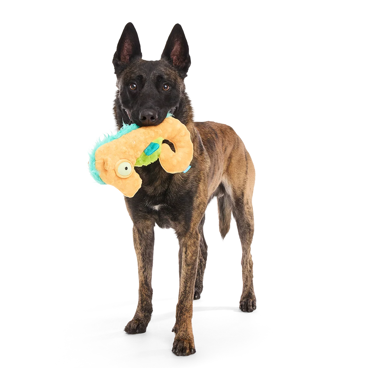 Swirlin Shirley the Seahorse Plush Tug Dog Toy - Image 3