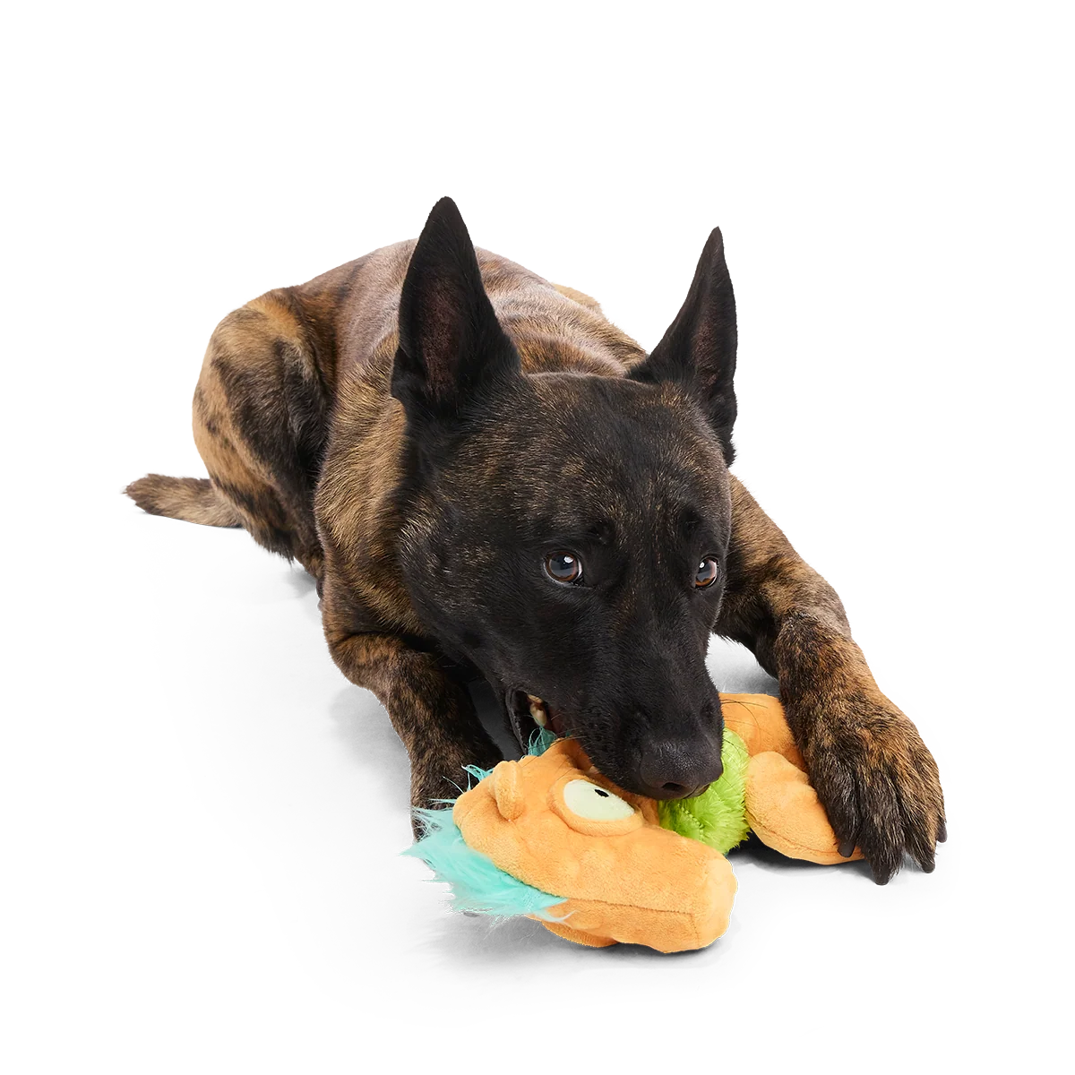 Swirlin Shirley the Seahorse Plush Tug Dog Toy - Image 5