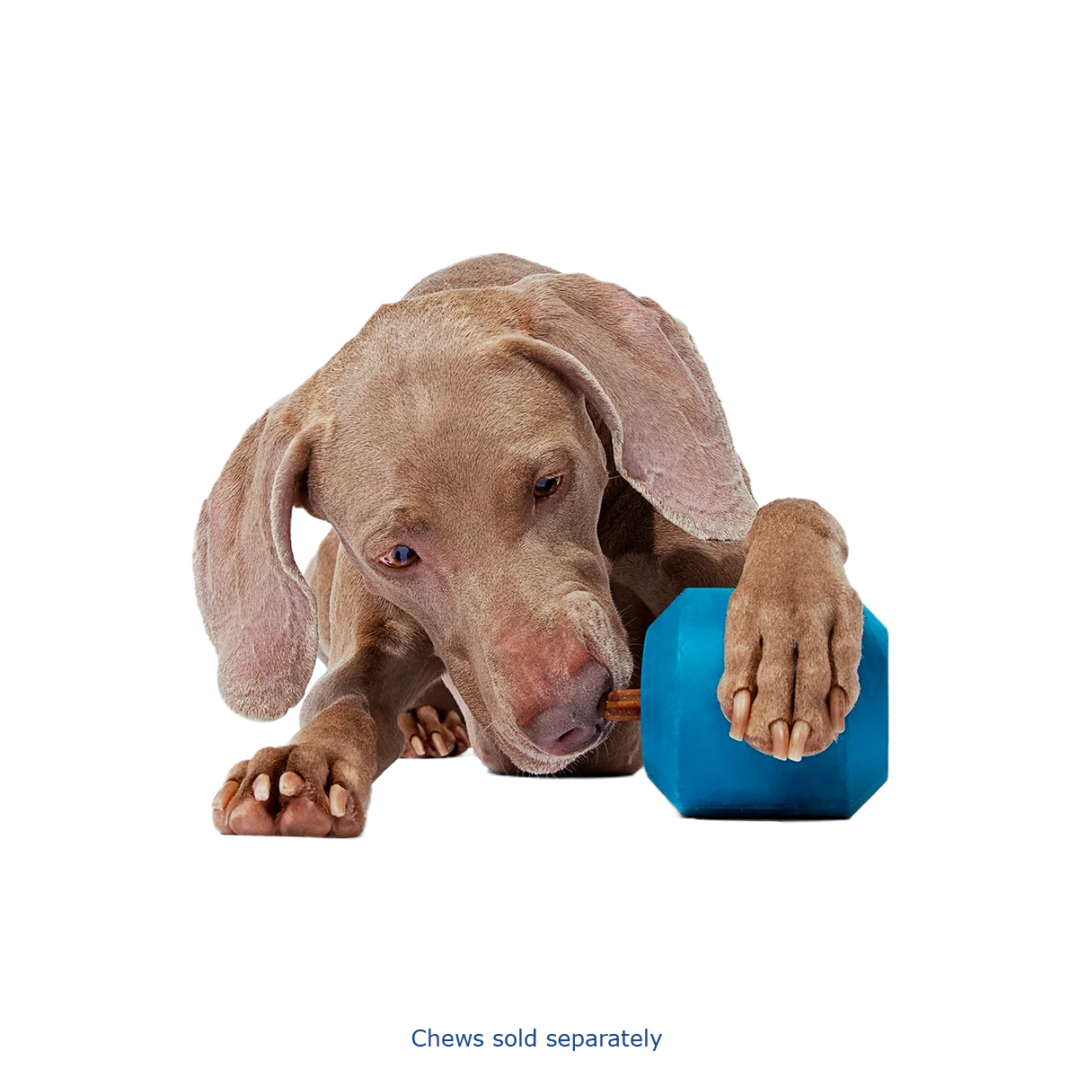 Tank Super Chewer Durable Enrichment Dog Toy - Image 10