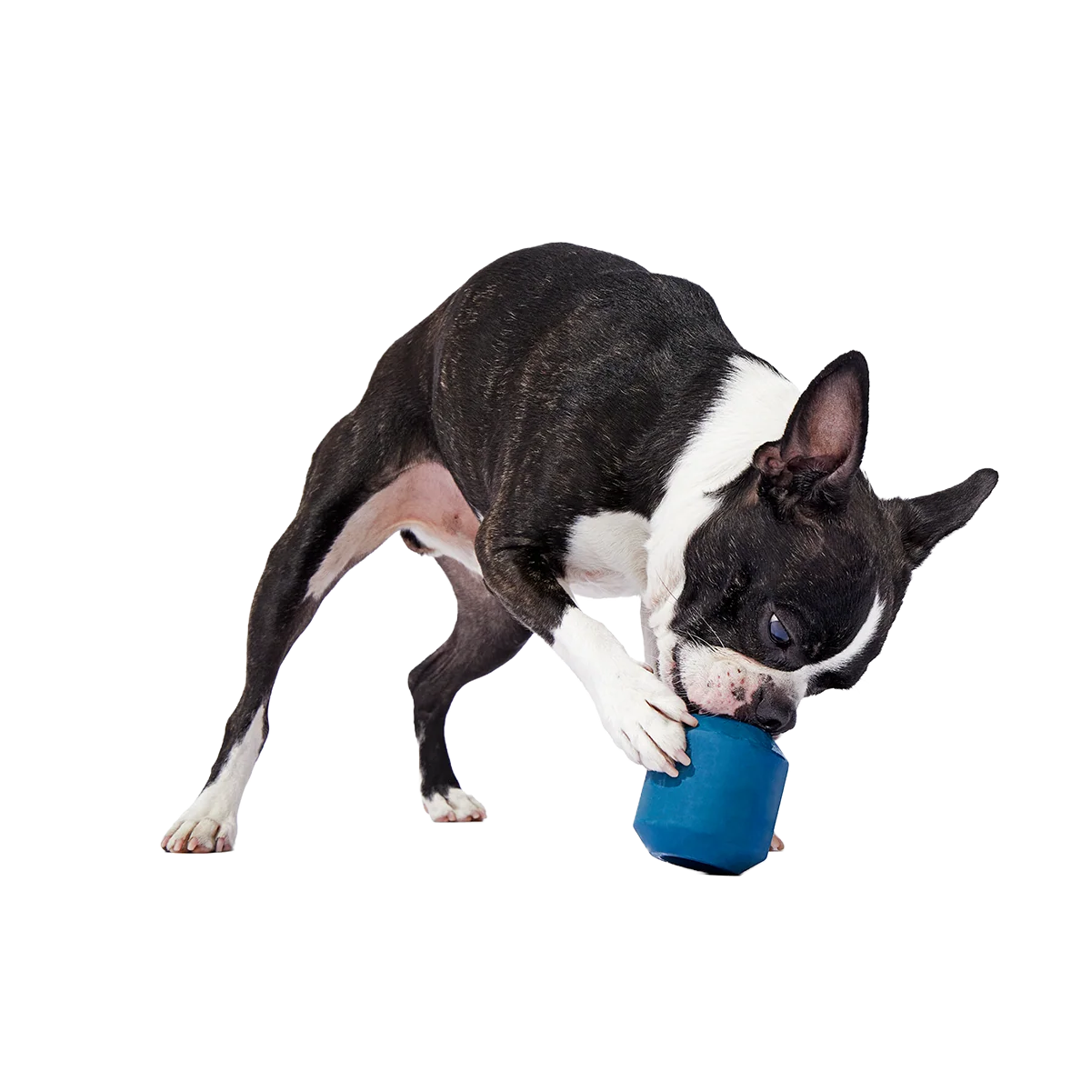 Tank Super Chewer Durable Enrichment Dog Toy - Image 7