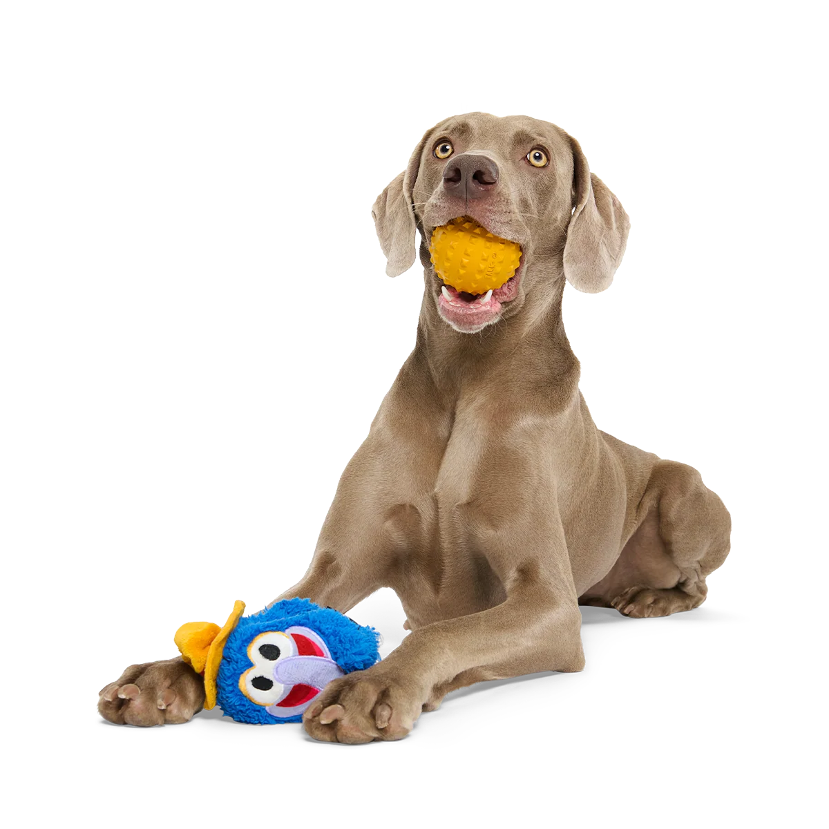 The Great Gonzo as "Charles Lick-ens" Super Chewer Durable 2-in-1 + Fetch Dog Toy - Image 2
