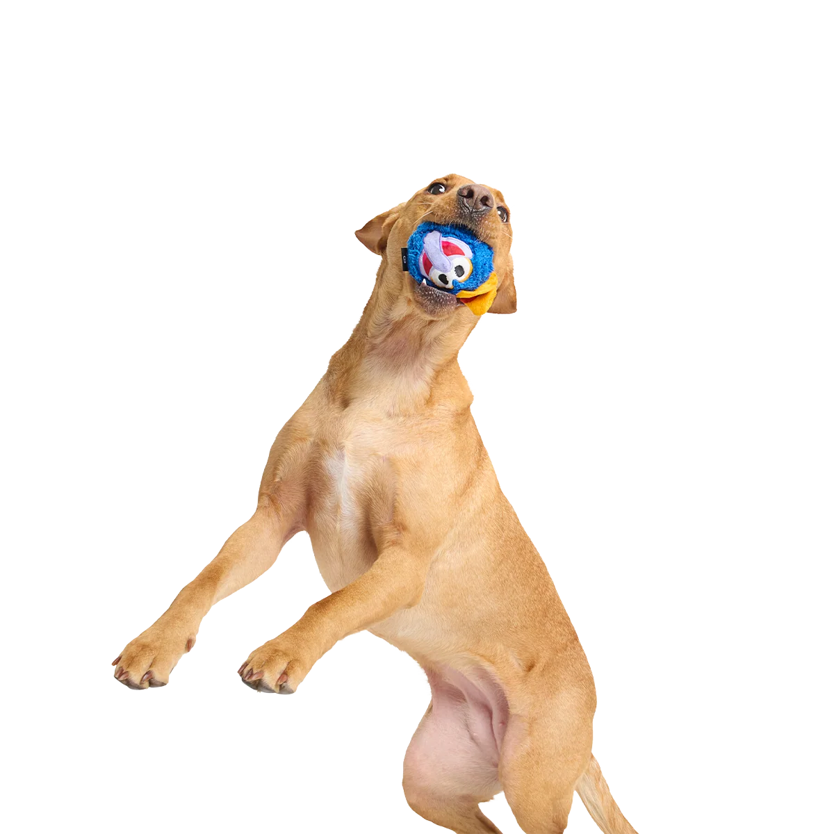The Great Gonzo as "Charles Lick-ens" Super Chewer Durable 2-in-1 + Fetch Dog Toy - Image 5
