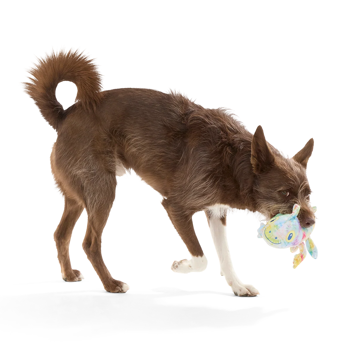 The Lizard King Plush Tug Dog Toy - Image 4