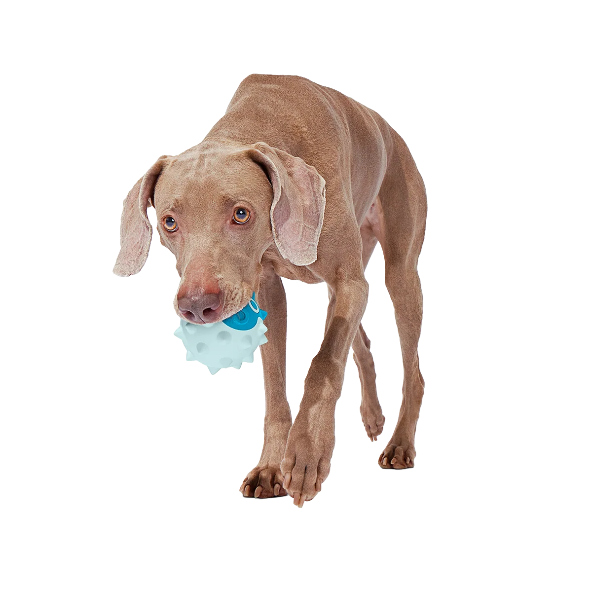 Throwfish Super Chewer Durable Fetch Dog Toy - Image 2