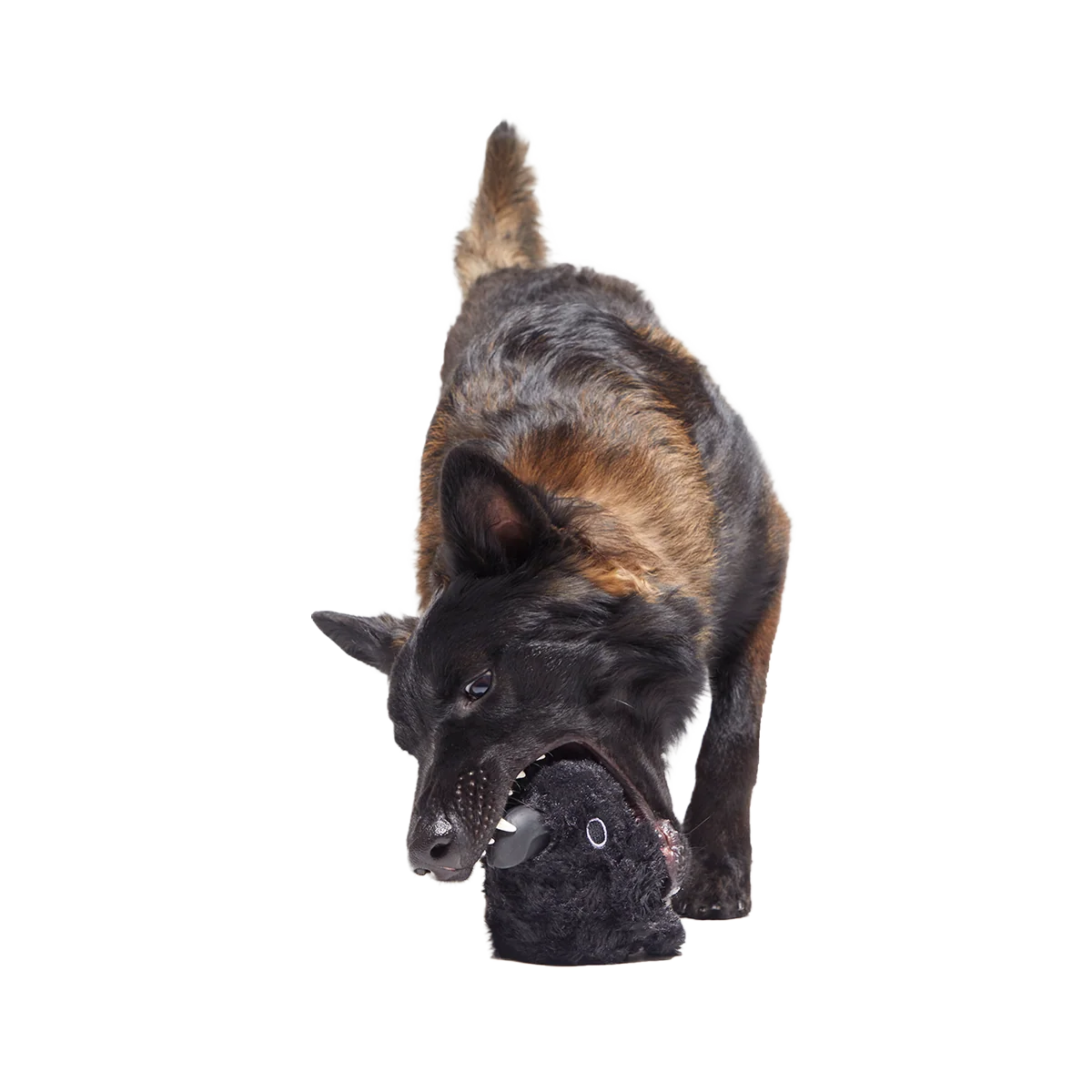 Throwth The Raven Super Chewer Durable 2-in-1 + Enrichment Dog Toy - Image 4