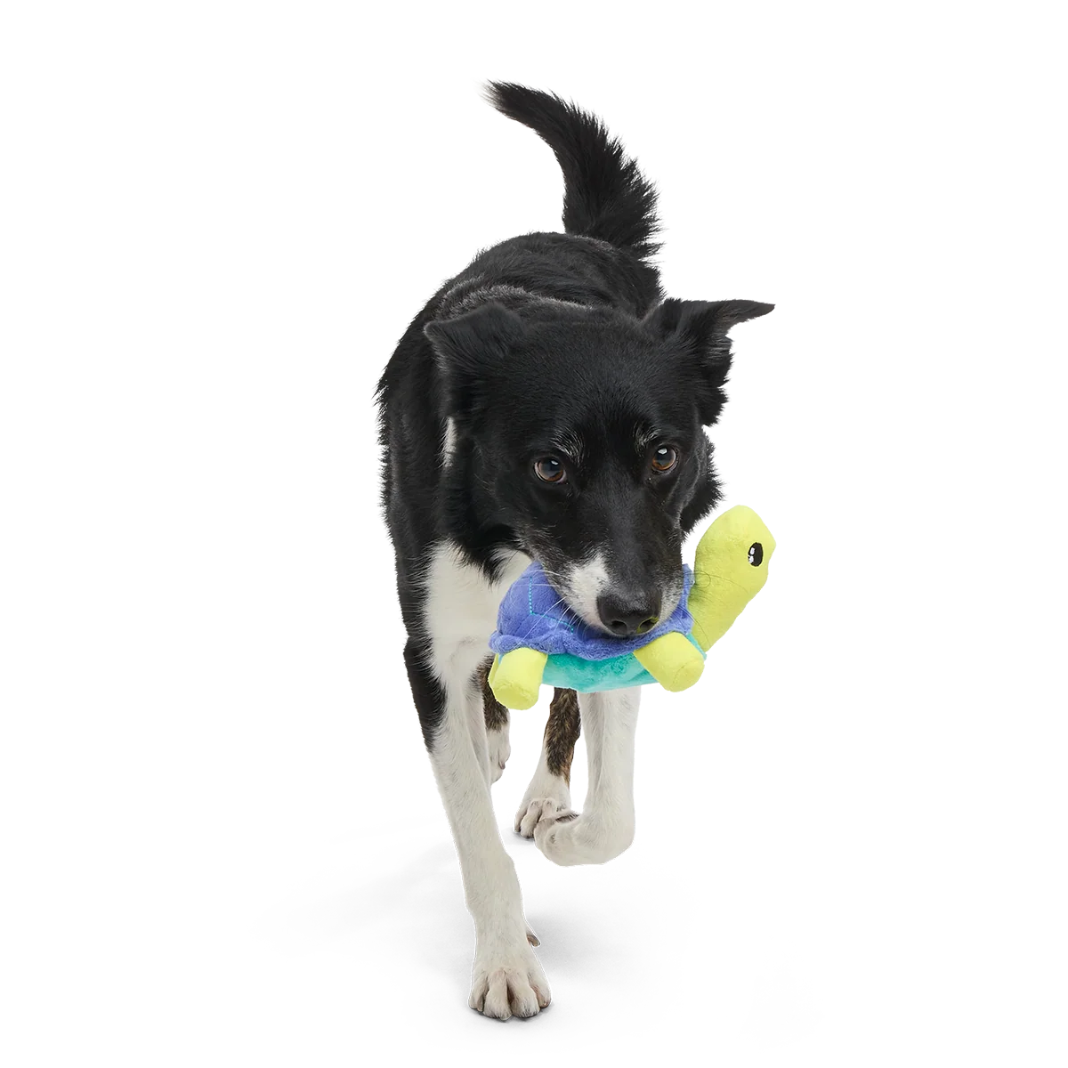 Tiago Tortuga Plush Tug Dog Toy - Image 2
