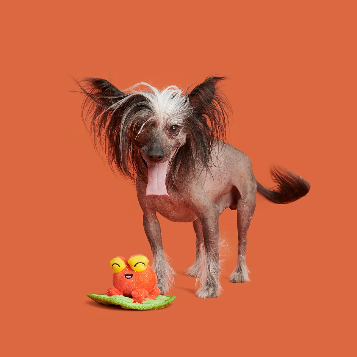 Tiana Tomato Frog Plush Tug Dog Toy - Image 3