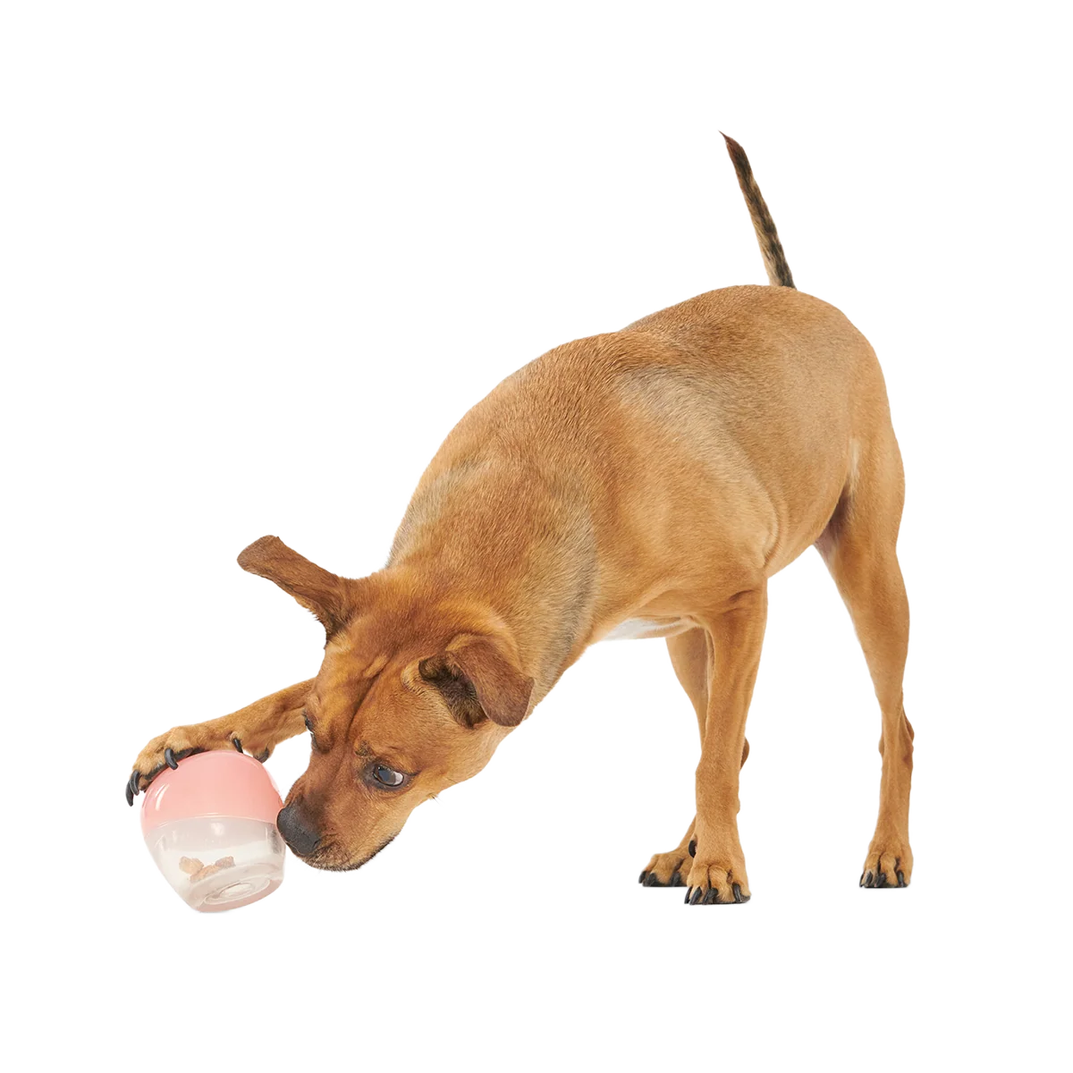 Tipsy Rose Super Chewer Durable Enrichment Dog Toy - Image 2