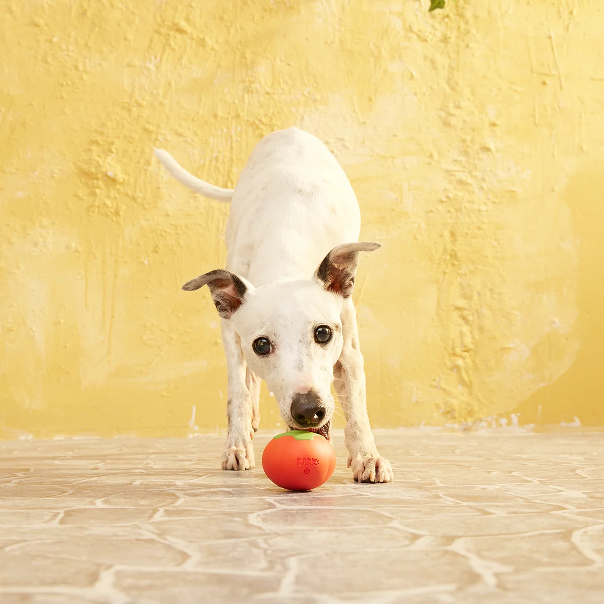 Tomato Tomutto Super Chewer Durable Fetch Dog Toy - Image 7