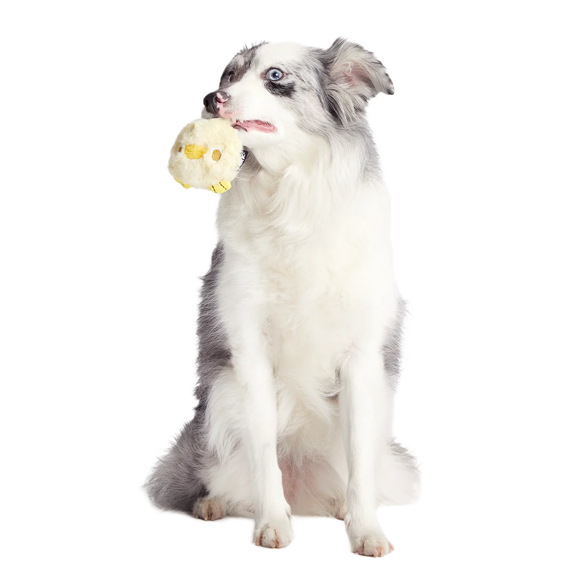 Tough Chick Super Chewer Durable 2-in-1 Dog Toy - Image 2