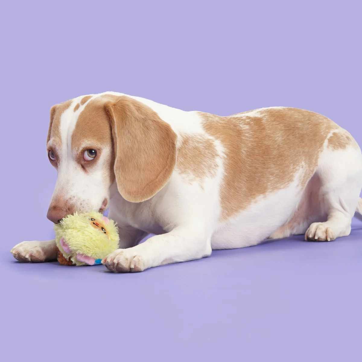Trixie the Tricky Chicky Plush Fetch Dog Toy - Image 4