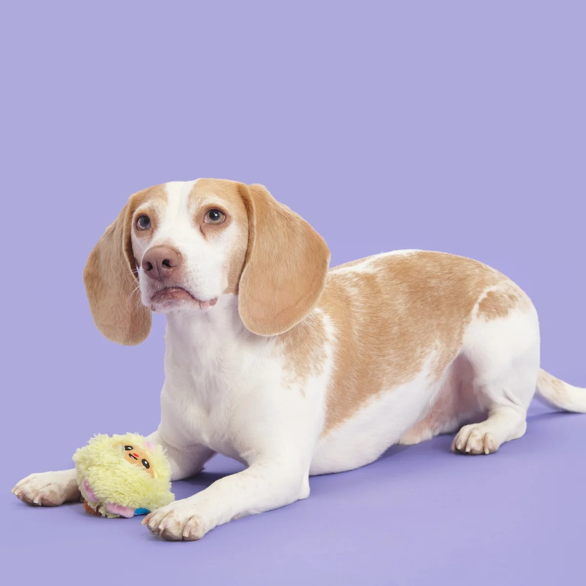 Trixie the Tricky Chicky Plush Fetch Dog Toy - Image 5