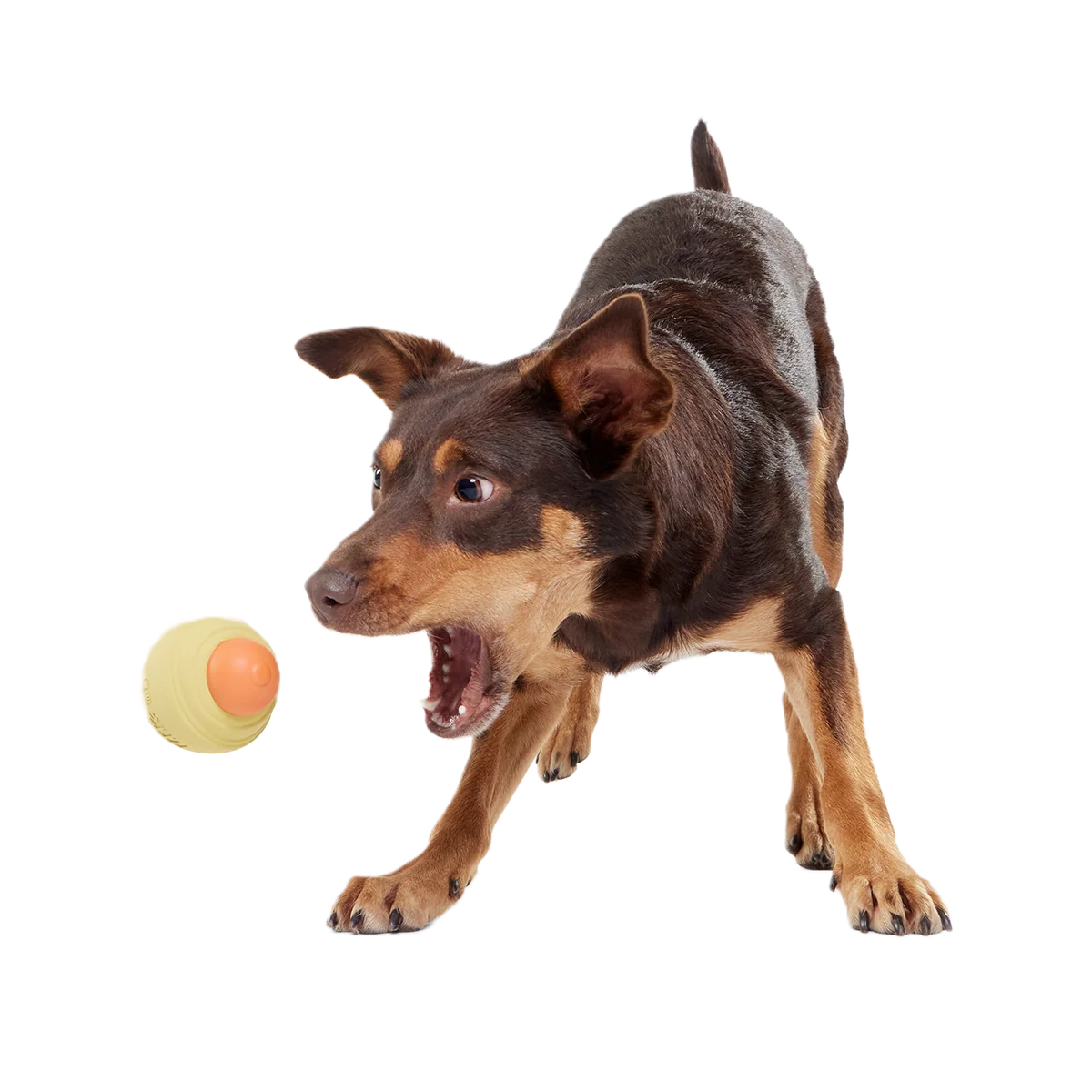 Weenie Dawg Super Chewer Durable Gnaw Dog Toy - Image 2