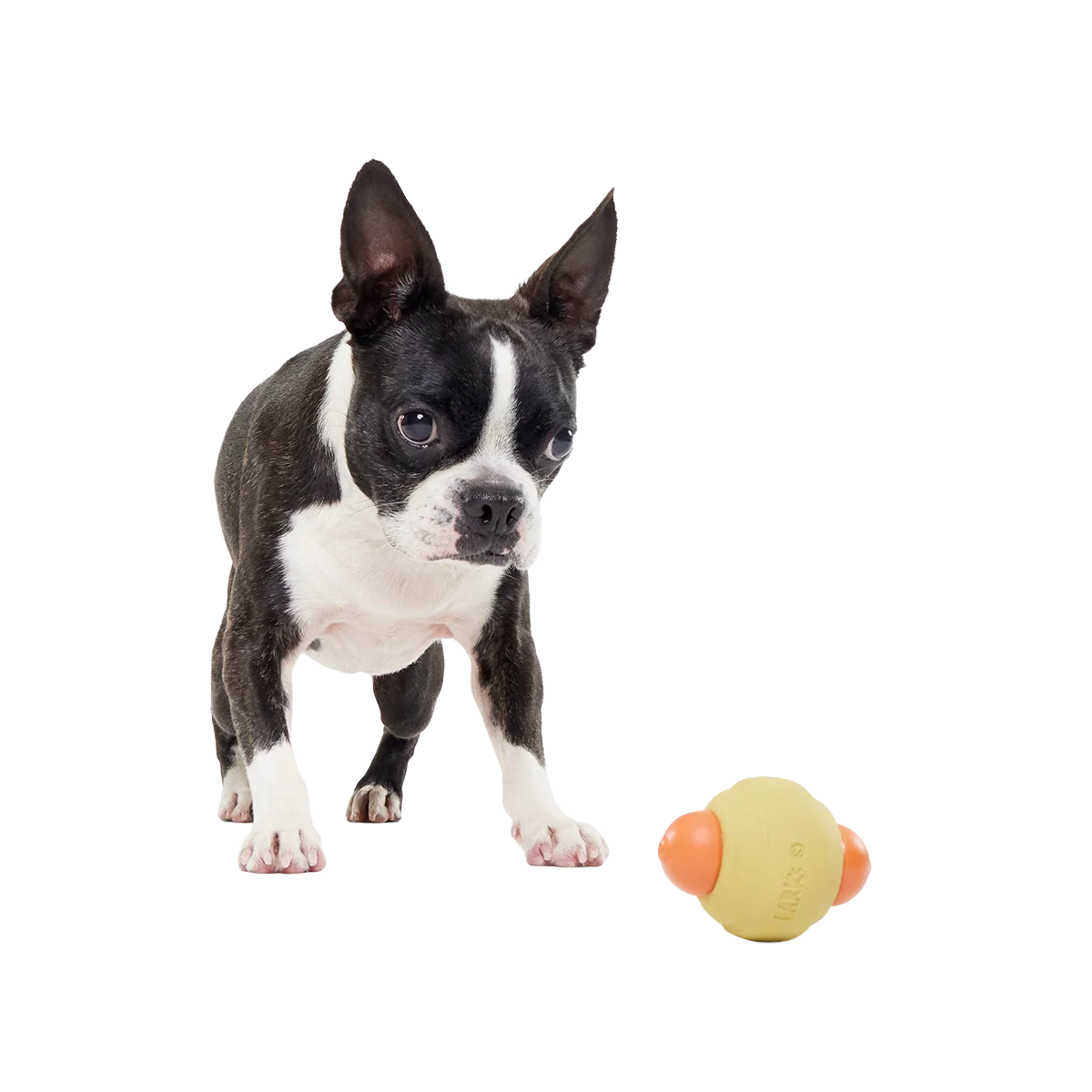 Weenie Dawg Super Chewer Durable Gnaw Dog Toy - Image 5