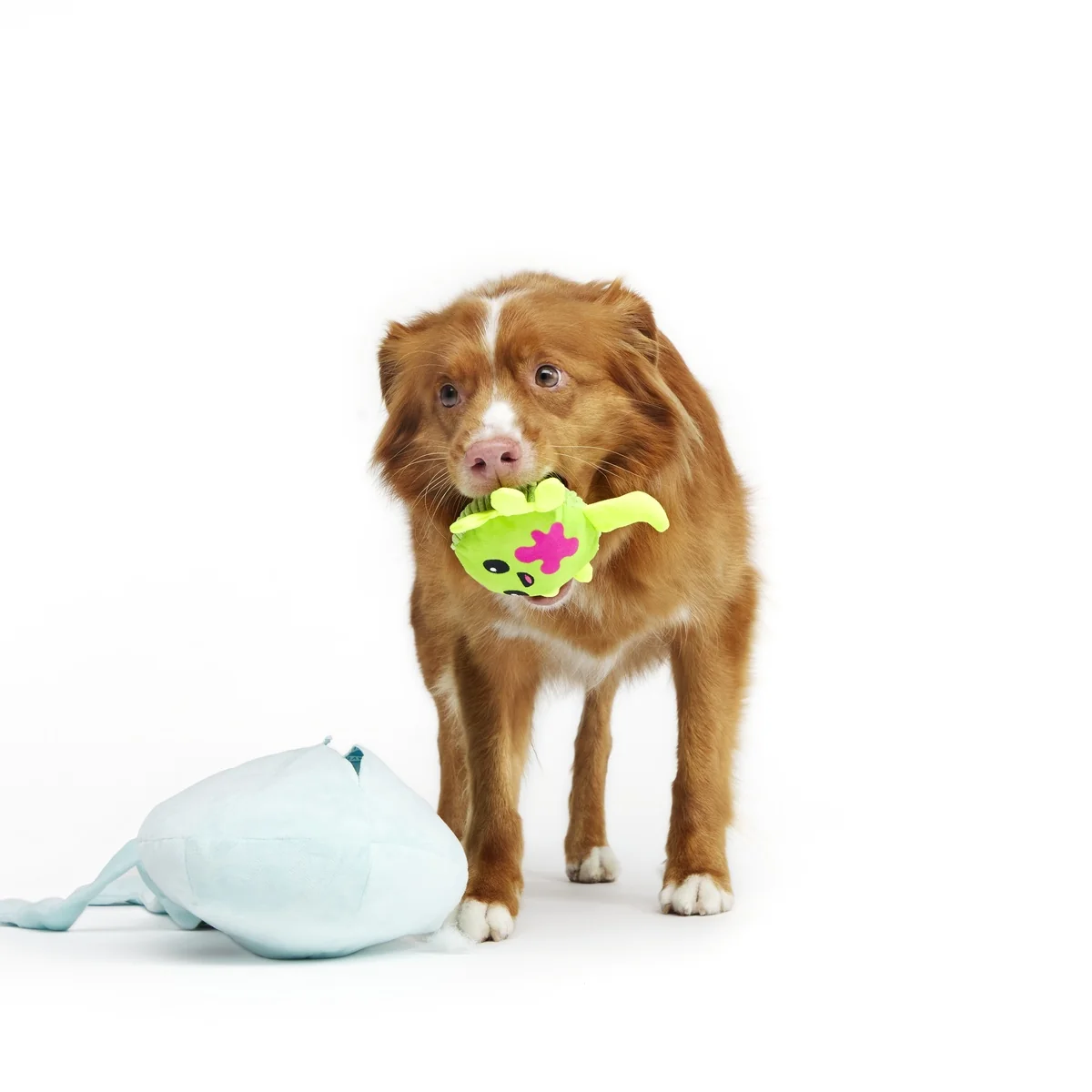 Extra-Large Toy Club, Monthly Plush XL Dog Toys - Image 4