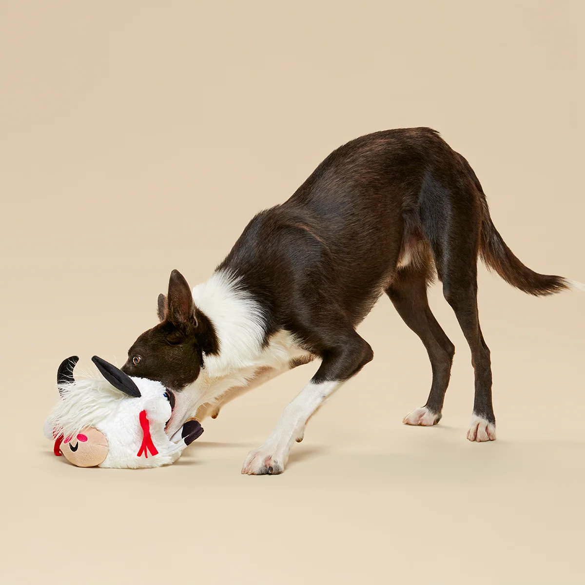 Yeshe the Yak Plush Extra-Large + Tug Dog Toy - Image 3