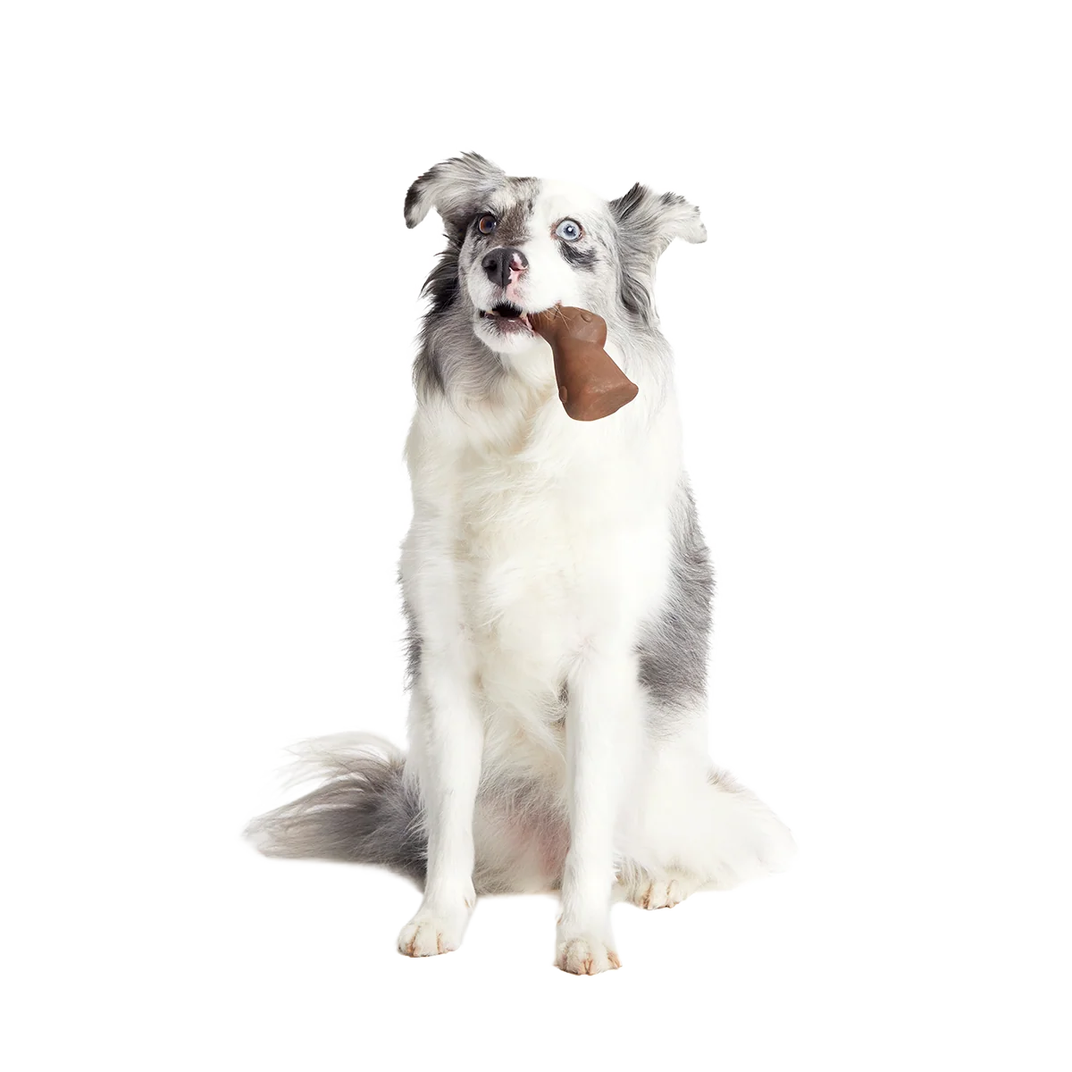 Yummy Bunny Super Chewer Durable Gnaw Dog Toy - Image 2